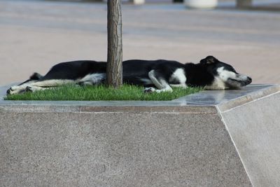 Stray dog sleeping by plant
