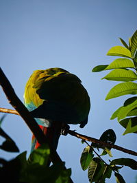 Low angle view of parrot perching on tree against sky
