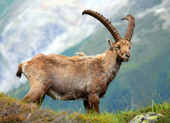 Side view of ibex standing on field