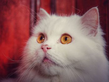 Close-up portrait of cat