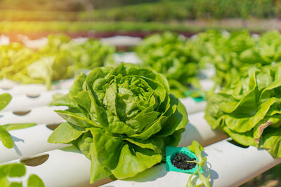 Close-up of vegetables growing at farm