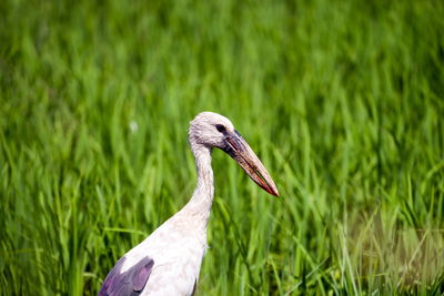 Close-up of a bird on field