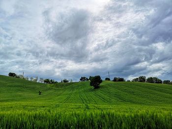 Scenic view of agricultural field against sky