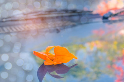 Close-up of orange flower against blurred background