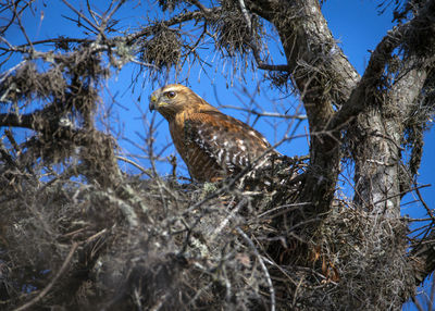 Low angle view of bird perching on tree