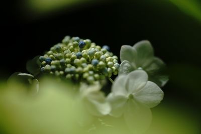 Close-up of flowering plant