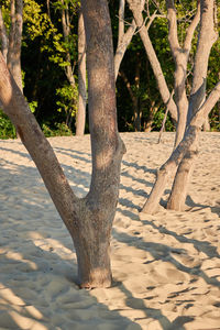 Tree trunk on sand at beach