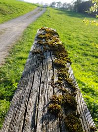 Close-up of lizard on tree trunk