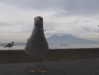 Seagull perching on a beach