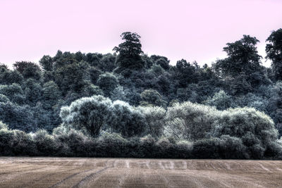 Trees against clear sky