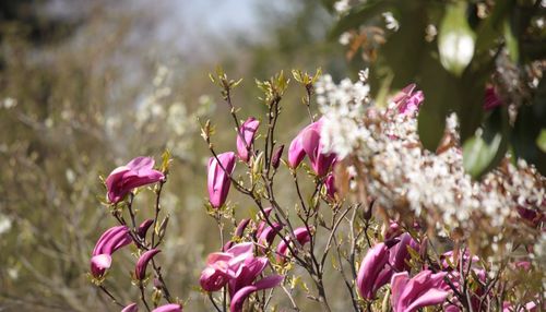 Close-up of magnolia flowers blooming