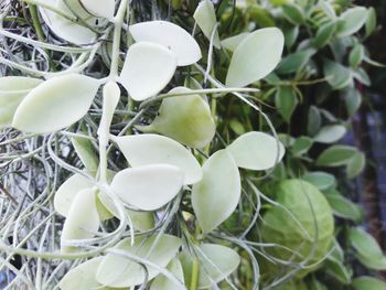 Close-up of fresh green plant