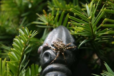 Close-up of insect on plant