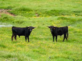 Cows standing in a field