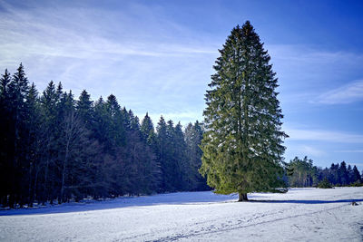 Lonesome tree in winter