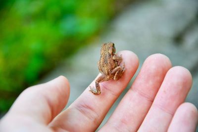 Tiny frog sitting on the hand