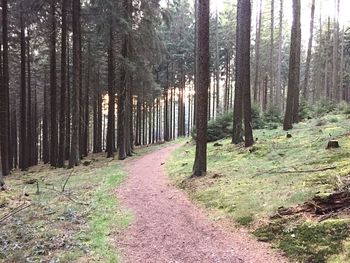 Scenic view of forest