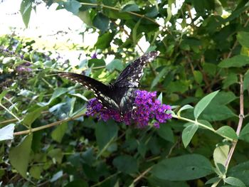 Close-up of butterfly pollinating on purple flower