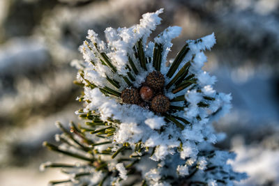 Close-up of snow on pine tree