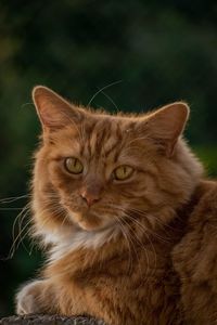 Close-up portrait of a cat