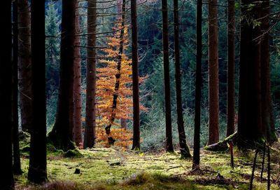 Trees in forest