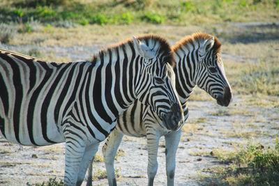 Burchell zebra mother and fole