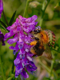 Close-up of bee pollinating on purple flower