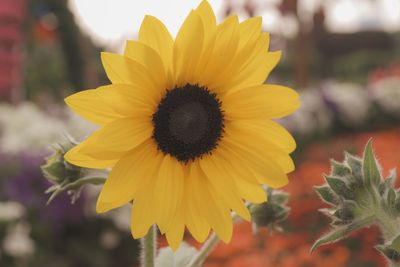 Close-up of sunflower