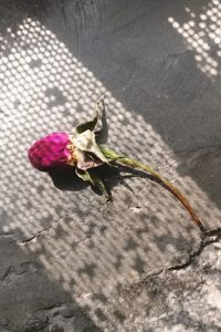 High angle view of flower on plant