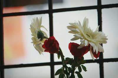 flowering plant