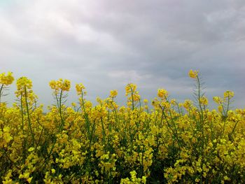 Yellow flowering plants on field against sky