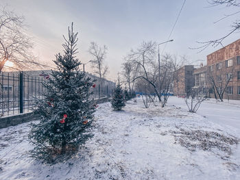 Snow covered plants and buildings against sky