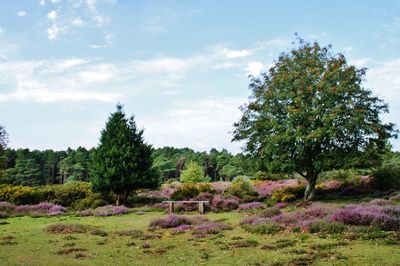 Trees on field against sky