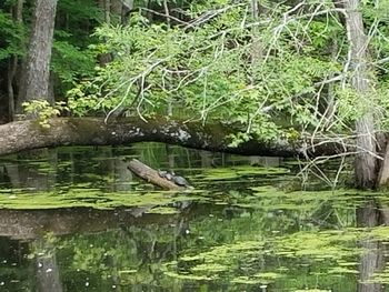 Reflection of trees in pond