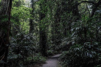 Trees in forest