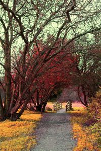 View of trees during autumn