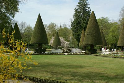 Trees in park