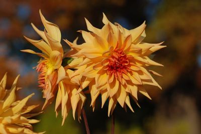 Close-up of yellow flowering plant