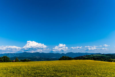 Scenic view of agricultural field against blue sky