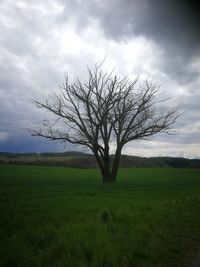 Bare tree on field against sky