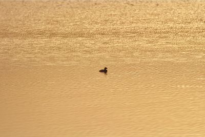 Bird on sand at shore