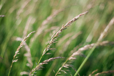 Close-up of plant