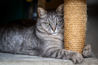 Cat closeup looking at camera with serious expression