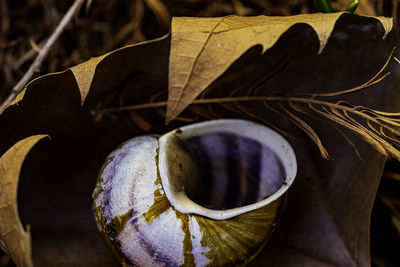 Close-up of dried leaves on plant