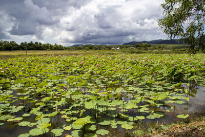 Plants growing on field against sky