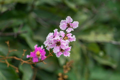 Close-up of pink flowering plant