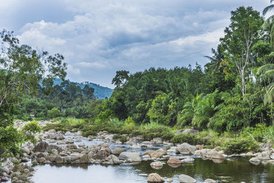 Scenic view of river amidst trees in forest against sky