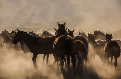 Horses on a field