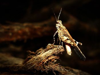 Close-up of insect on leaf at night