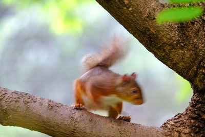 Low angle view of squirrel on tree